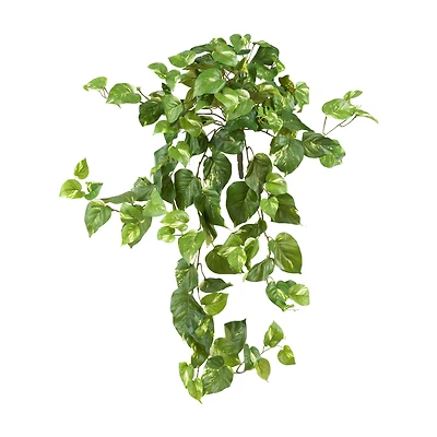 2ft. Pothos Hanging Bush, 3ct.
