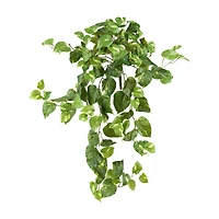 2ft. Pothos Hanging Bush, 3ct.