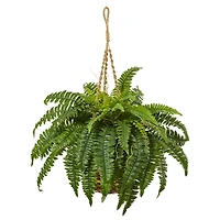 33" Boston Fern in Hanging Basket