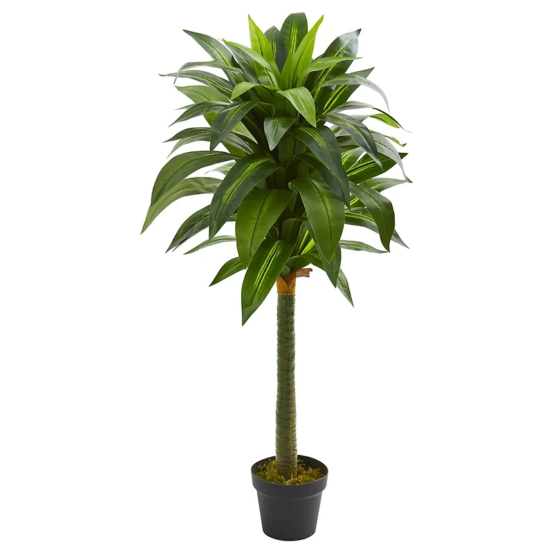 3.5ft. Potted Dracaena Plant