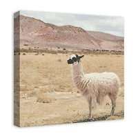 Llama In Field 20" x 20" Canvas Wall Art