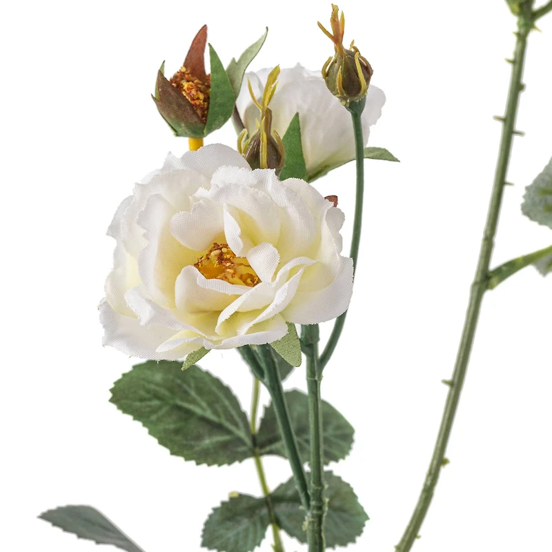 Cream Kate Rose Stem by Ashland®