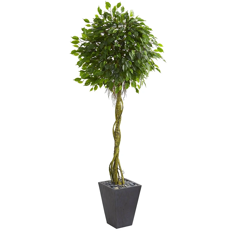 6ft. Ficus Tree in Slate Tower Planter