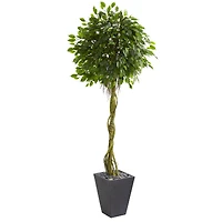 6ft. Ficus Tree in Slate Tower Planter