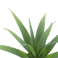 10.5" Echeveria in Terra Cotta Pot by Ashland®