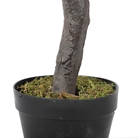 4ft. Potted Olive Tree