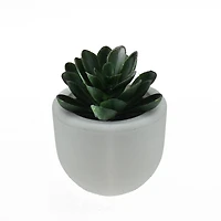 3" Decorative Succulent Planter with White Pot