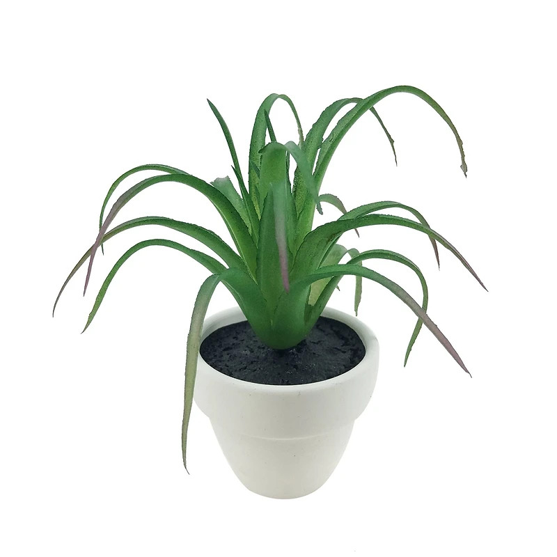 Assorted Micro Premade Succulent, 1pc. by Ashland®