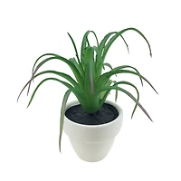 Assorted Micro Premade Succulent, 1pc. by Ashland®