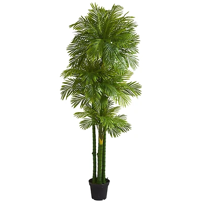 7.5ft. Potted Phoenix Palm Tree