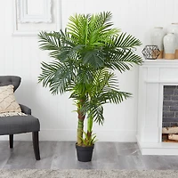 5ft. Potted Double Stalk Hawaii Palm Tree