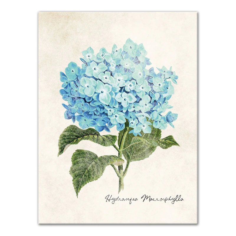 Hydrangea Illustration 12" x 16" Canvas Wall Art