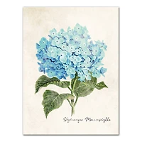 Hydrangea Illustration 12" x 16" Canvas Wall Art