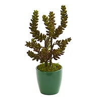 11" Green Succulent in Green Pot, 2ct.