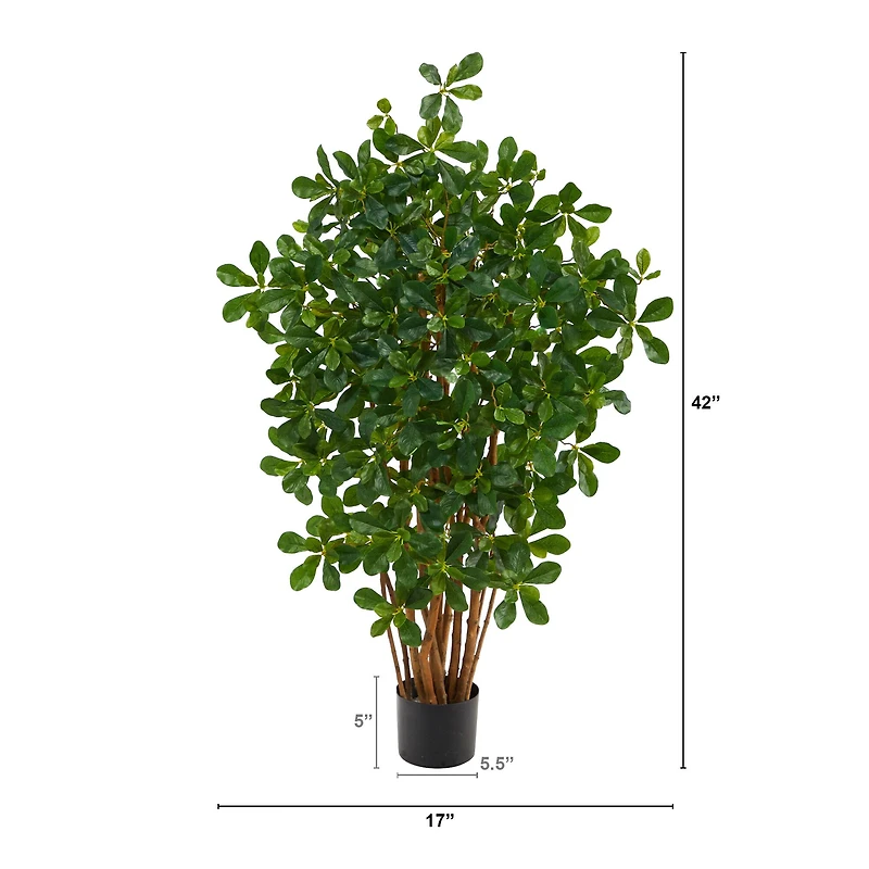 3.5ft. Potted Black Olive Tree