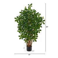 3.5ft. Potted Black Olive Tree