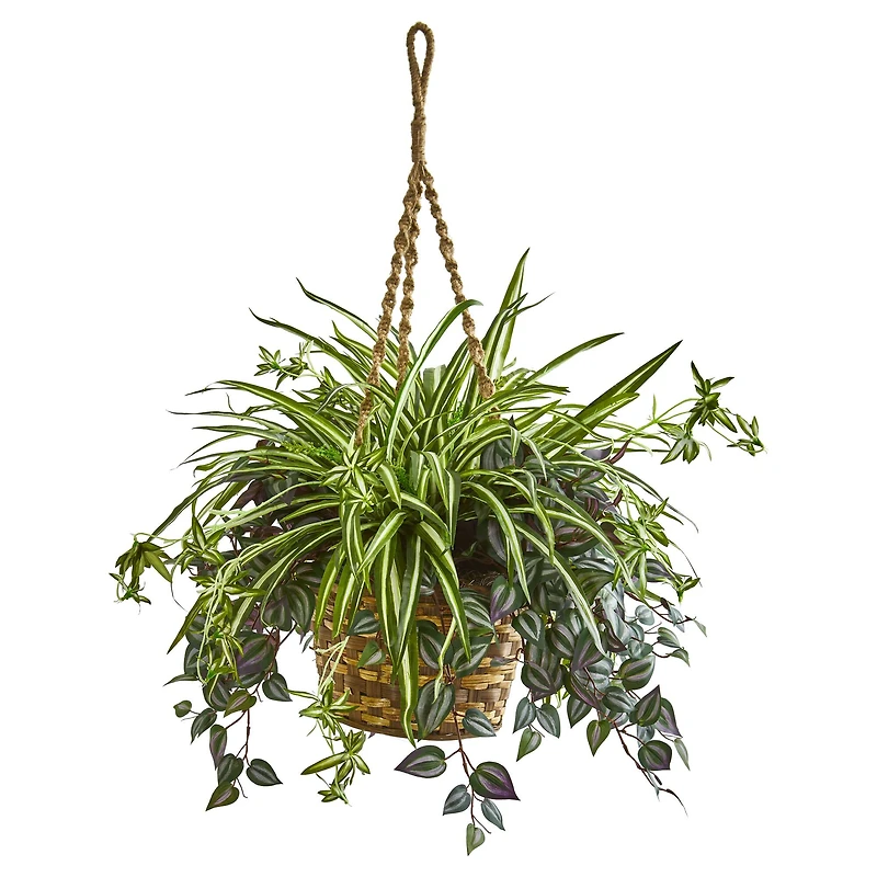 2.5ft. Inchplant & Spider Plant in Hanging Basket