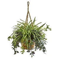 2.5ft. Inchplant & Spider Plant in Hanging Basket