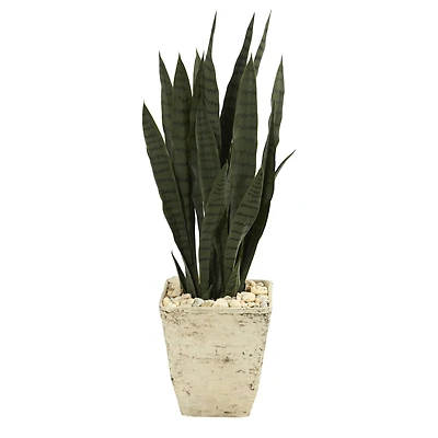 3ft. Snake Plant in Country White Planter