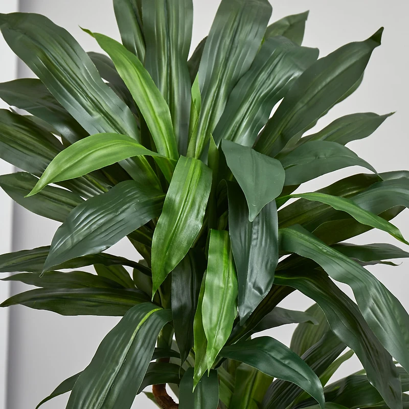 5.5ft. Dracaena Plant in Orange Planter 