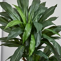5.5ft. Dracaena Plant in Orange Planter 