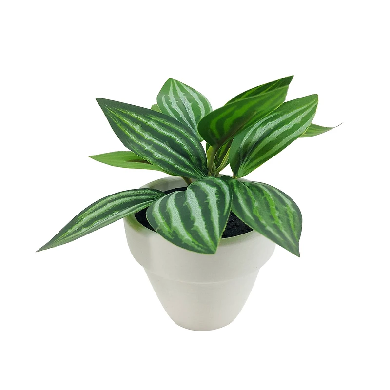 Assorted Micro Plant, 1pc. by Ashland®