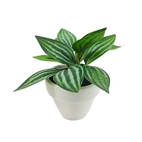 Assorted Micro Plant, 1pc. by Ashland®