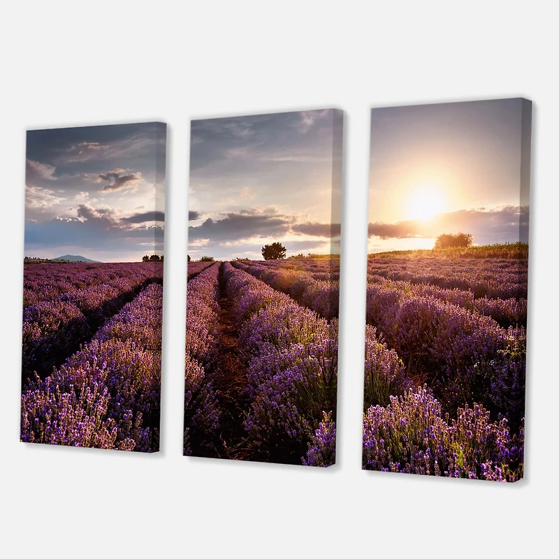 Designart - Sunrise & Dramatic Clouds Over Lavender Field V