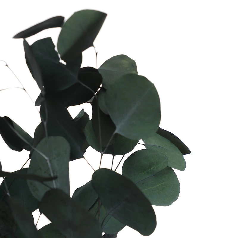 24" Dark Green Silver Dollar Eucalyptus by Ashland®