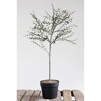Hello Honey® 29" Potted Thyme Topiary Tree