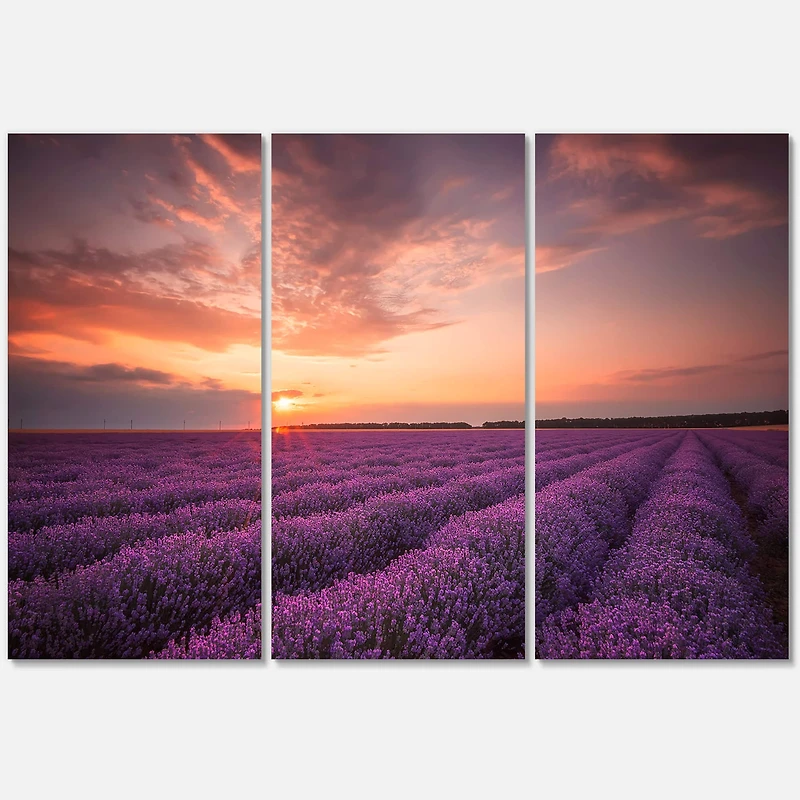Designart - Sunrise & Dramatic Clouds Over Lavender Field XII