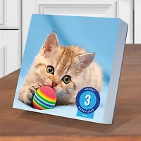 TF Publishing 2025 Cat A Day Daily Desktop Calendar