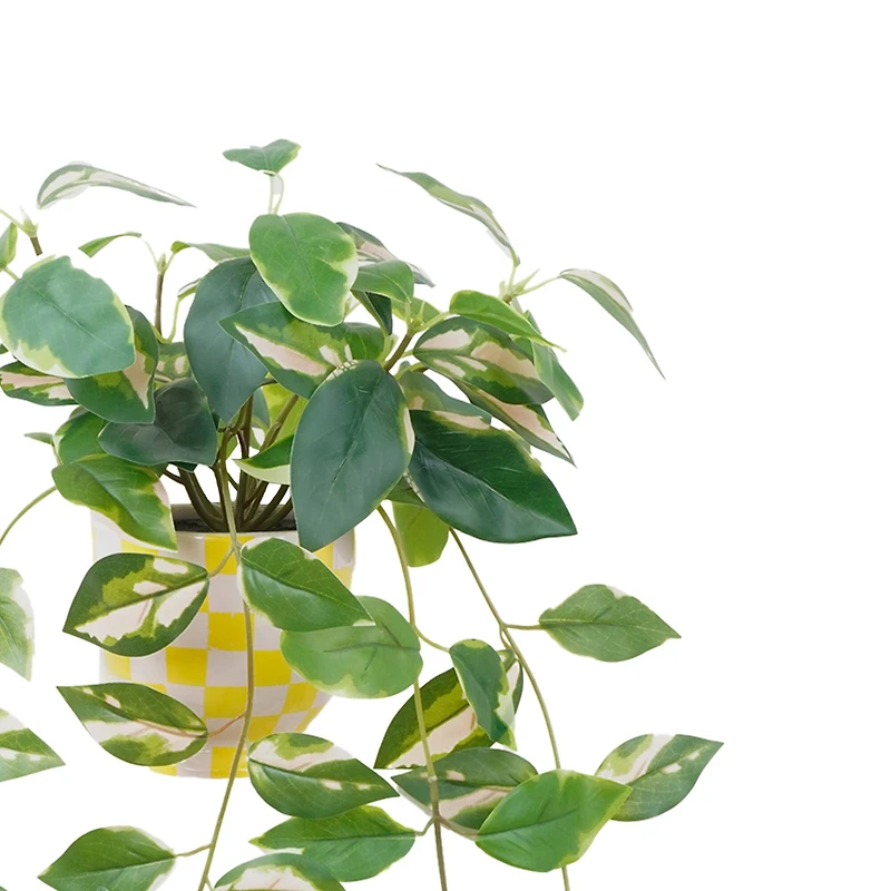 14" Hoya Carnosa in Yellow Checkered Ceramic Pot by Ashland®