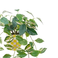 14" Hoya Carnosa in Yellow Checkered Ceramic Pot by Ashland®