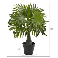 15.5" Potted Mini Fountain Palm Plant