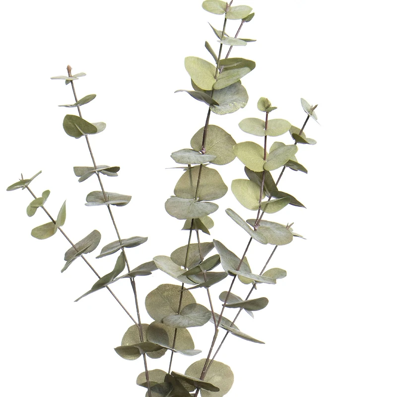 38" Light Green Eucalyptus Stem by Ashland®