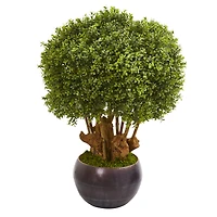 3.2ft. Boxwood Topiary Tree in Decorative Bowl