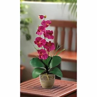 21" Moth Orchid Flower Arrangement in Ceramic Pot