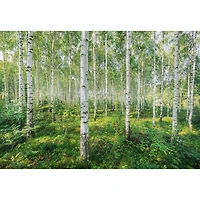 Komar Sunny Day Wall Mural