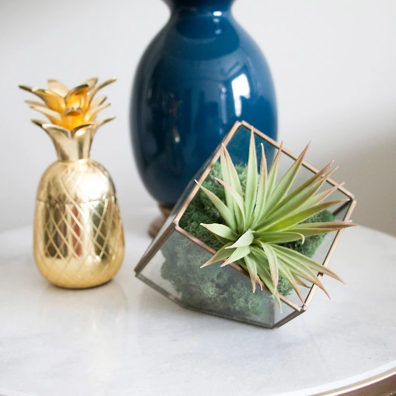 12 Pack: Basil Green Reindeer Moss by Ashland®