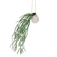 28" Hanging Mistletoe Cactus in White Ceramic Pot by Ashland®