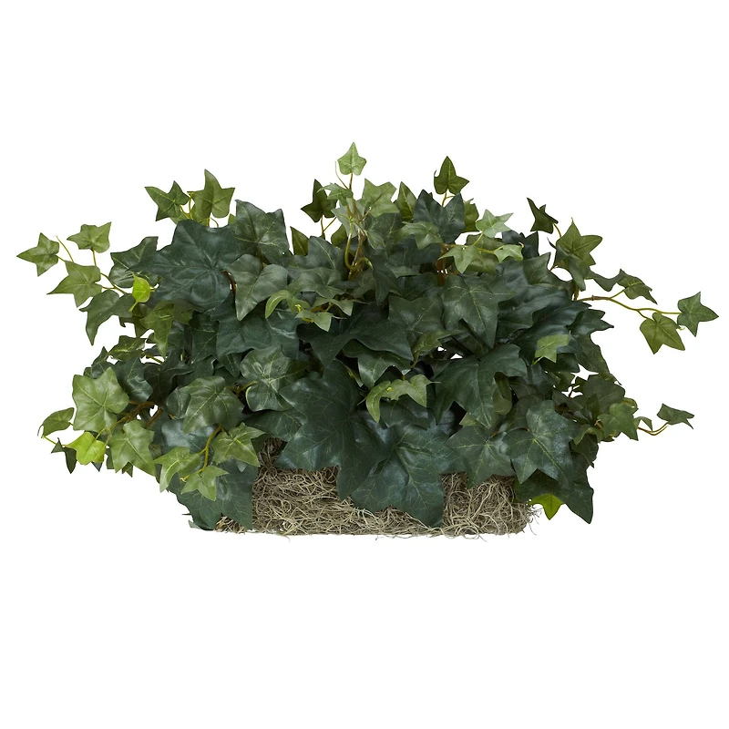 14" Ivy Ledge Plant with Moss