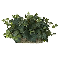 14" Ivy Ledge Plant with Moss