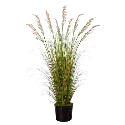 6ft. Grass Plant in Black Tin Planter