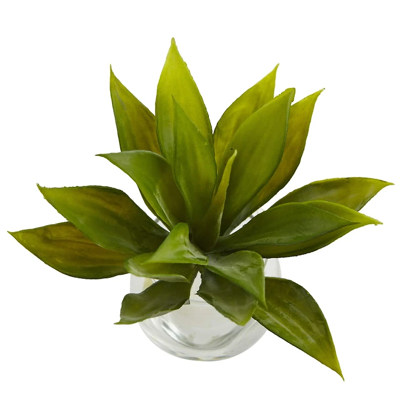 5.75" Mini Agave Succulent in Glass Vase, 3ct.