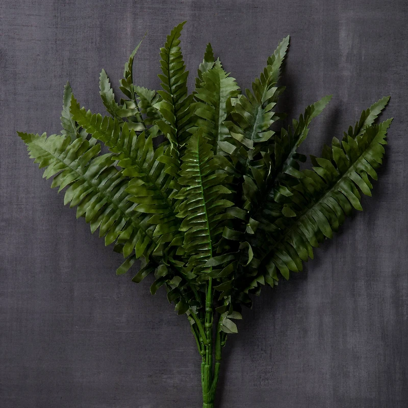 Boston Fern Bush Fern Collection by Ashland