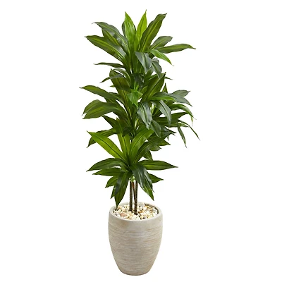 4ft. Dracaena Plant in Sand Colored Planter