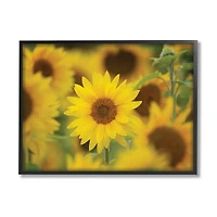 Stupell Industries Yellow Sunflower Nursery Field Directed Focus in Frame Wall Art