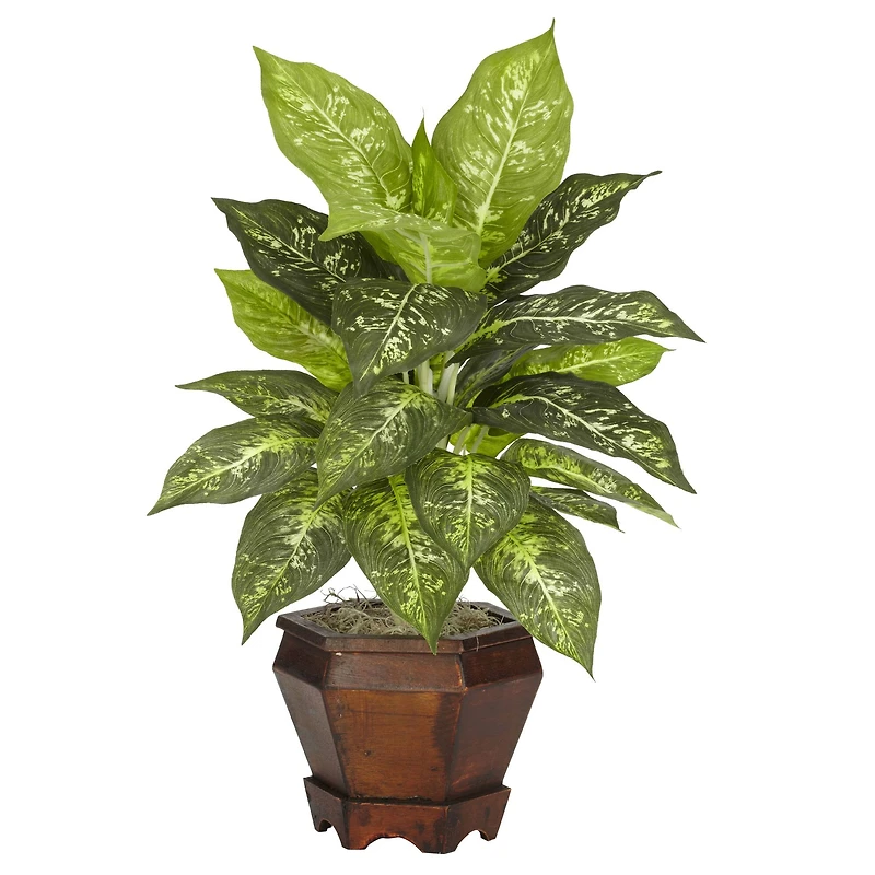 20.5" Assorted Dieffenbachia In Wood Vase, 2ct.