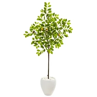 5.5ft. Lemon Tree in White Planter